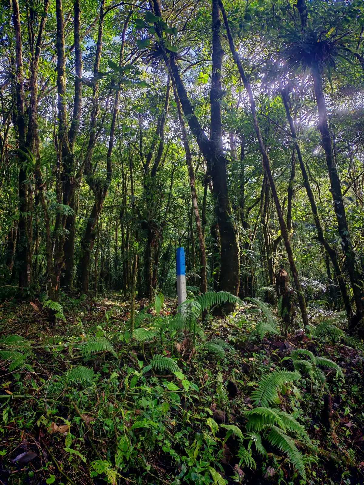 Primary forest
