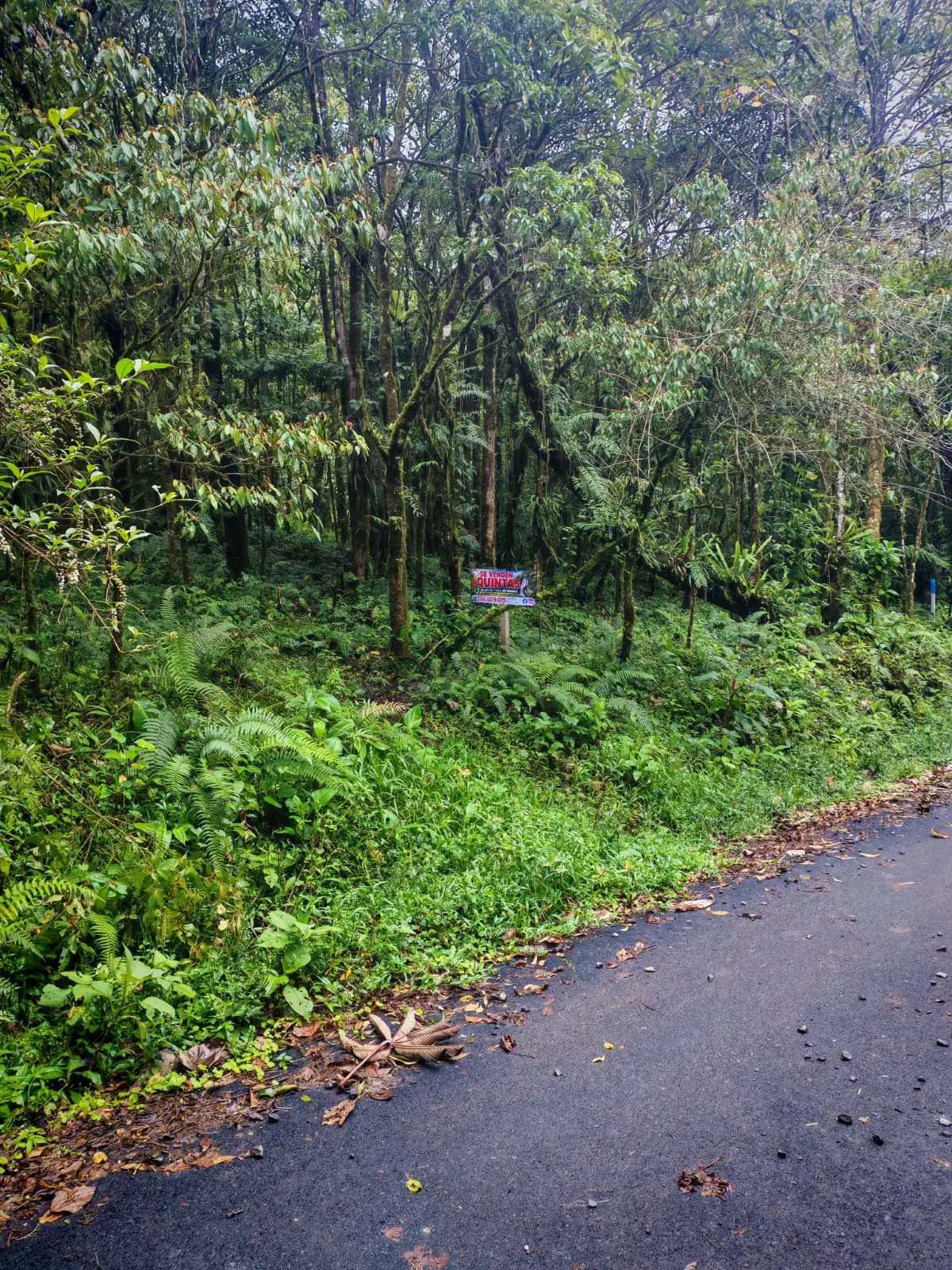 Bosque y camino asfaltado