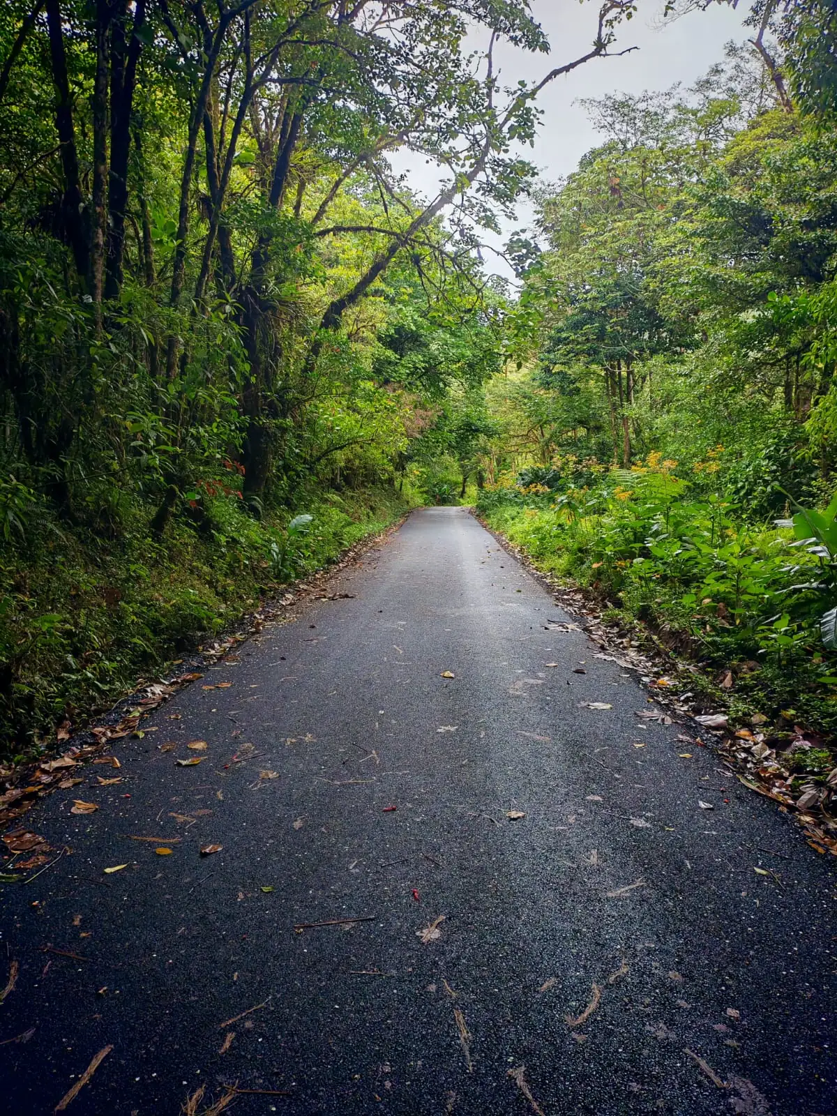 A road through the trees