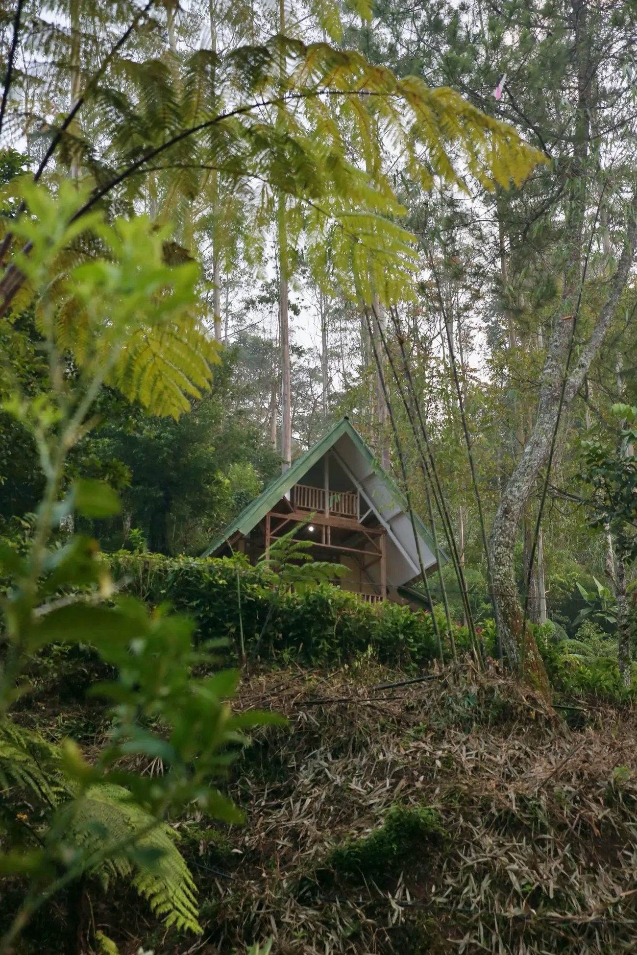 Fern-forest hideaway