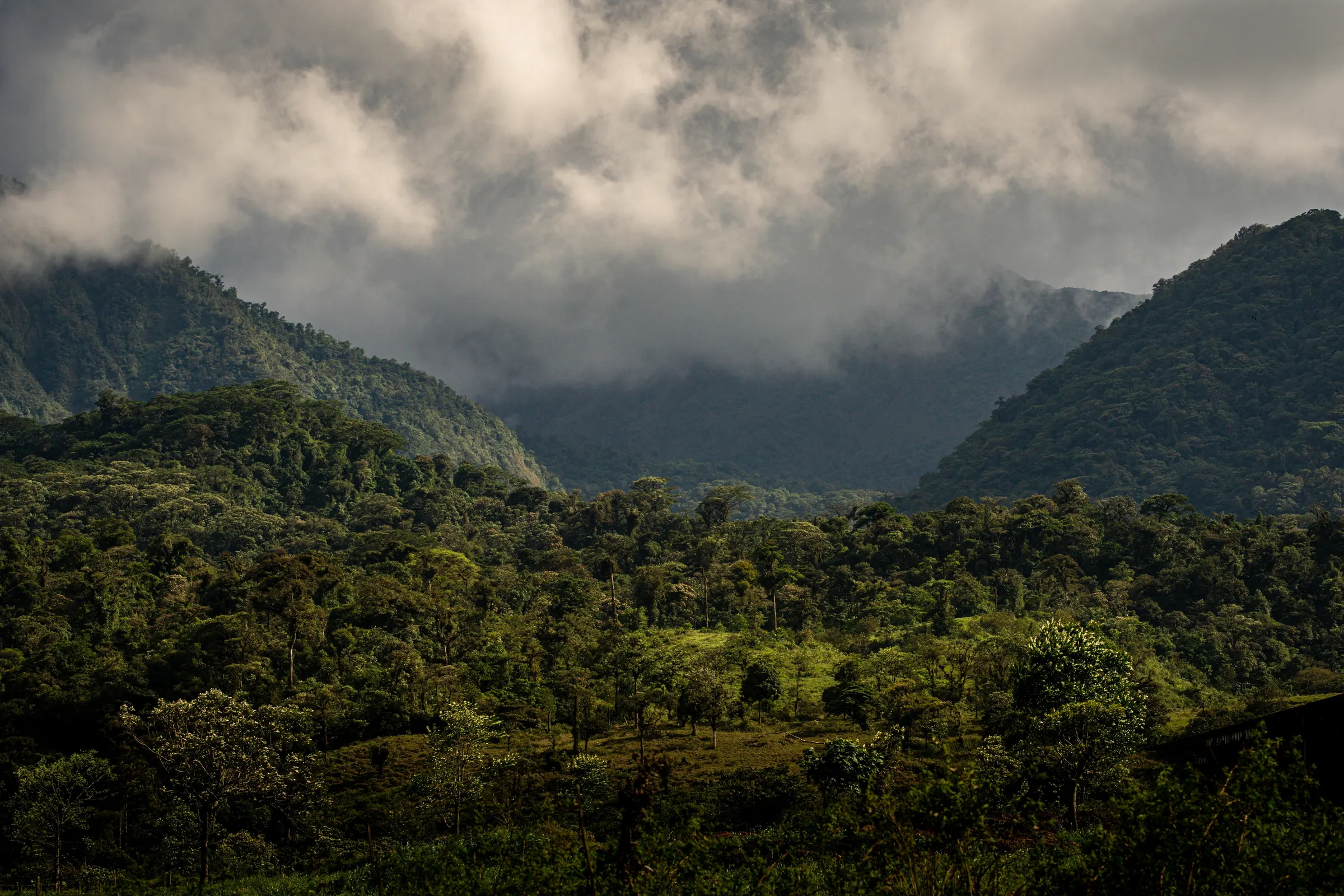 Mountains and mist