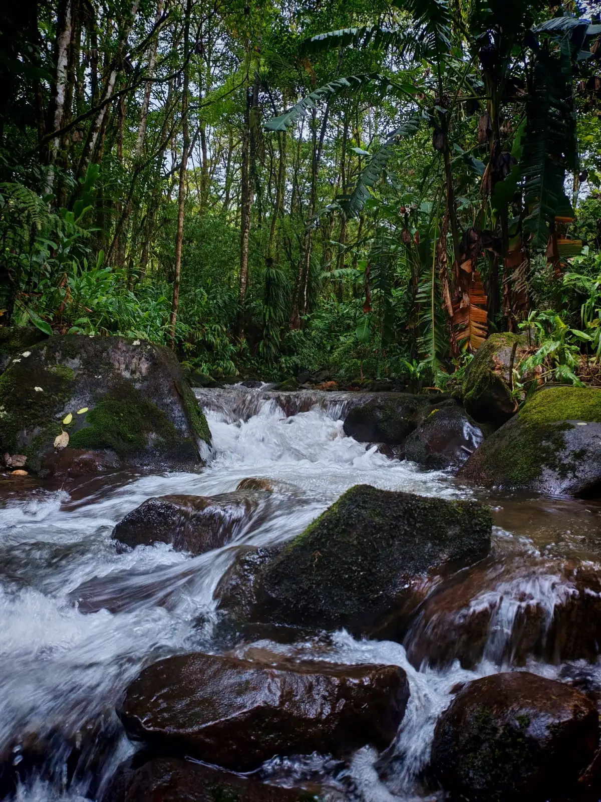 Quebrada con rocas en el bosque