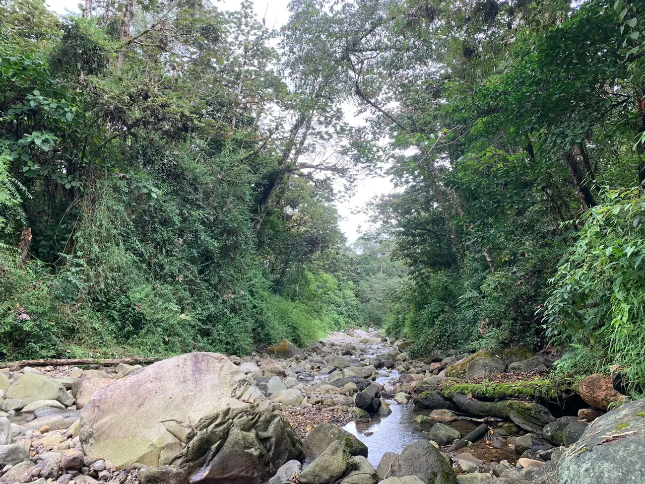 Toro River