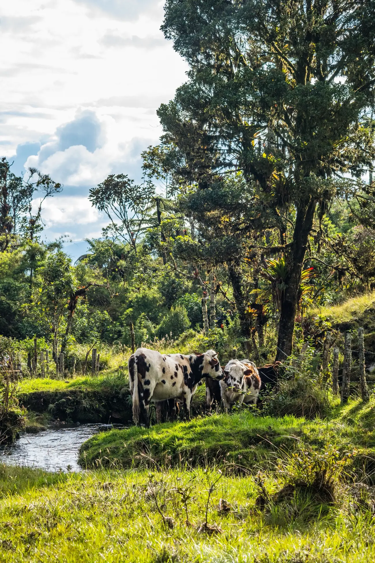 Country life